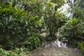 Pond with water well in Konoko Gardens, Jamaica Royalty Free Stock Photo