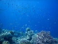 Secret spot diving wakatobi