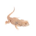 Secret Toad-Headed Agama on white Royalty Free Stock Photo