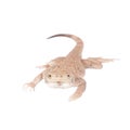 Secret Toad-Headed Agama on white Royalty Free Stock Photo