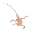Secret Toad-Headed Agama on white Royalty Free Stock Photo