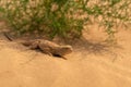 Secret Toadhead Agama or Phrynocephalus mystaceus. Toad-headed agama