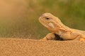 Secret Toadhead Agama or Phrynocephalus mystaceus. Toad-headed agama Royalty Free Stock Photo