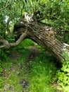 Secret way under old large willow