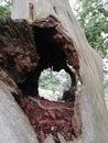 Secret window dead tree Royalty Free Stock Photo