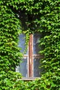Secret window hidden in green ivy Royalty Free Stock Photo