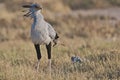 Secretary bird