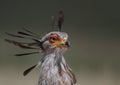 Secretary Bird