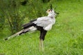 Secretary bird