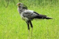 Secretary bird