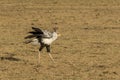 Secretary bird on African plains Royalty Free Stock Photo