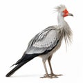 Secretary Bird African Safari Animal on White Background Royalty Free Stock Photo