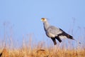 Secretary bird against blue sky