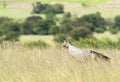 Secretary bird with bush background