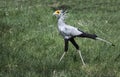 Secretary bird closeup walking across grassy is a large wild raptor in Tanzania, Africa