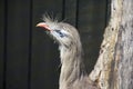 Secretary Bird