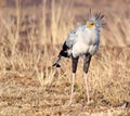 Secretary bird frontal