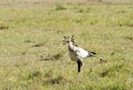 A Secretary bird in the grassland of savanna Royalty Free Stock Photo