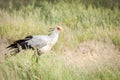 Secretary bird hunting