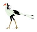 Secretary bird illustration isolated on white background.Sagittarius Serpentarius. Big African bird.