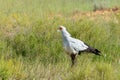 Secretary bird Kalahari Transfrontier Park, South Africa