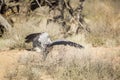 Secretary bird in Kgalagadi transfrontier park, South Africa Royalty Free Stock Photo