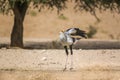 Secretary bird in Kgalagadi transfrontier park, South Africa Royalty Free Stock Photo