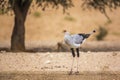 Secretary bird in Kgalagadi transfrontier park, South Africa Royalty Free Stock Photo