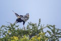 Secretary bird in Kruger National park, South Africa Royalty Free Stock Photo