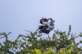 Secretary bird in Kruger National park, South Africa Royalty Free Stock Photo