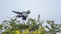 Secretary bird in Kruger National park, South Africa Royalty Free Stock Photo