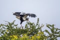 Secretary bird in Kruger National park, South Africa Royalty Free Stock Photo