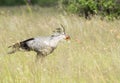 Secretary bird looking for snakes