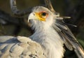 Secretary Bird Looks Back Animal Bird Wildlfie Royalty Free Stock Photo