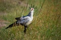 Secretary bird