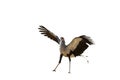 Secretary bird open wings isolated in white background Royalty Free Stock Photo