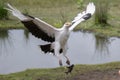 Secretary bird with long wings perched atop a rock holding a small green frog in its beak Royalty Free Stock Photo