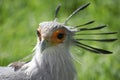 Secretary Bird Portrait Royalty Free Stock Photo