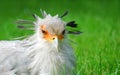 Secretary bird portrait Royalty Free Stock Photo