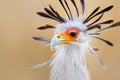 Secretary bird portrait Royalty Free Stock Photo