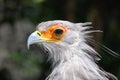 Secretary bird portrait Royalty Free Stock Photo