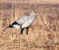 Secretary bird posing Royalty Free Stock Photo
