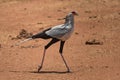 Secretary bird running and crossing the road during a car safari