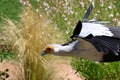 Secretary bird, saggitarius serpentarius Royalty Free Stock Photo
