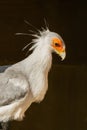 Secretary Bird, Sagittarius serpentarius, looking towards right