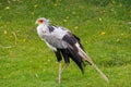 Secretary Bird (Sagittarius serpentarius) Royalty Free Stock Photo