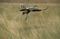 Secretary Bird, sagittarius serpentarius, Adult in Flight, Serengeti Park in Tanzania Royalty Free Stock Photo