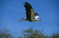 Secretary Bird, sagittarius serpentarius, Adult in Flight, Serengeti Park in Tanzania Royalty Free Stock Photo