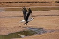 Secretary Bird, sagittarius serpentarius, Adult in Flight, Taking off, Masai Mara Park in Kenya Royalty Free Stock Photo