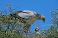 Secretary Bird, sagittarius serpentarius, Adult with Young in Nest, Serengeti Park in Tanzania